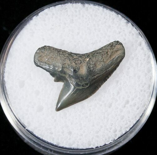 Fossil Tiger Shark Tooth - South Carolina #17301